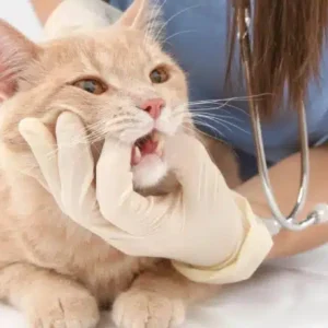 بوی بد دهان گربه