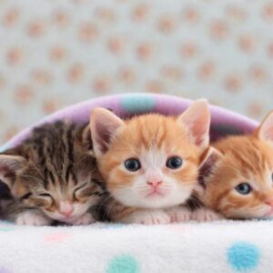 نگهداری از بچه گربه