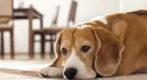 قوانین آپارتمان نشینی در خصوص نگهداری سگ