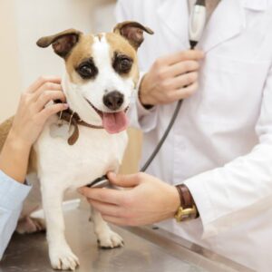 تربیت توله سگ