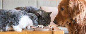عوارض جانبی بلندمدت مصرف غذای خشک سگ برای گربه