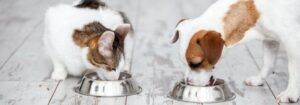 عوارض غذای خشک سگ برای گربه ها
