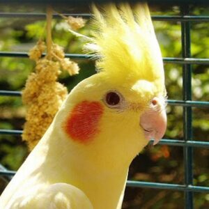 نکات مهم قبل از خرید قفس عروس هلندی